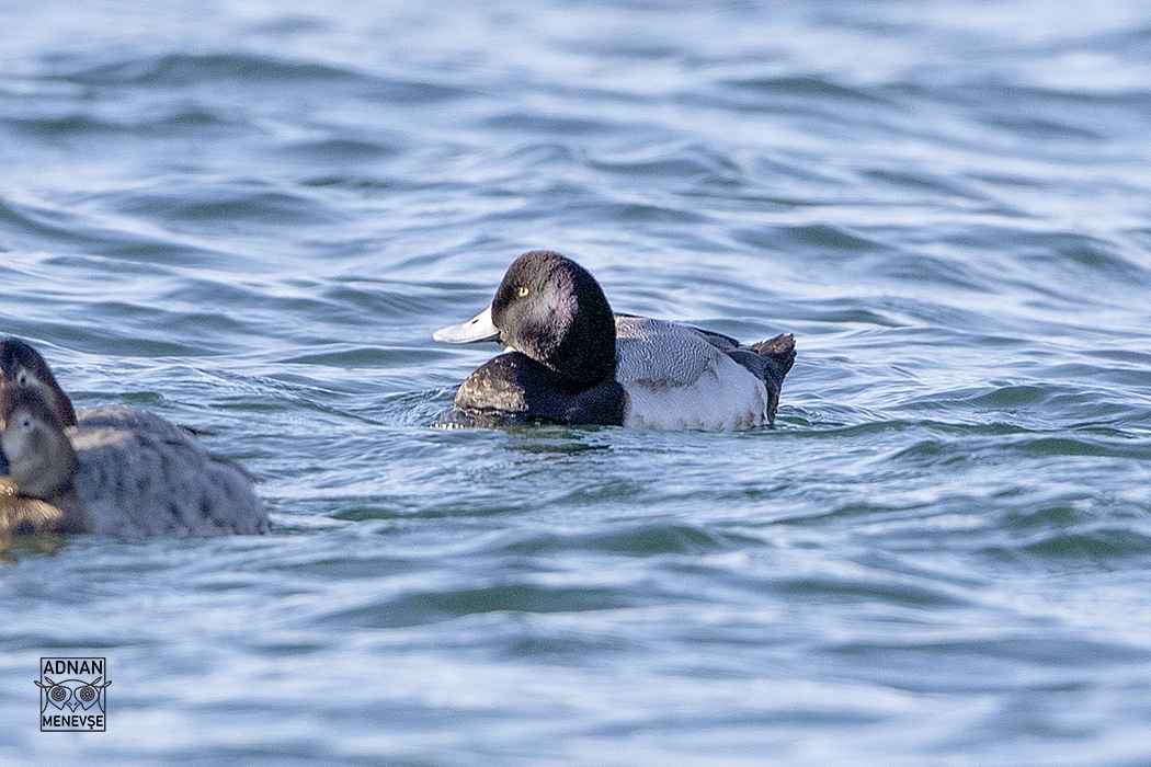 Greater Scaup